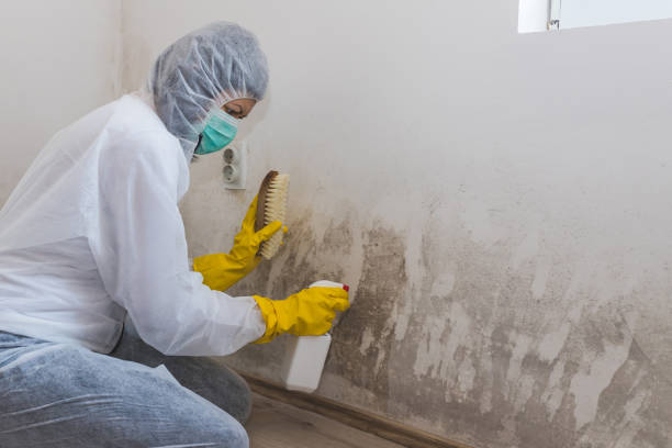 Mold Odor Removal Services in Mount Shasta, CA